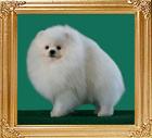 31166z_Canton_White_Design.jpg