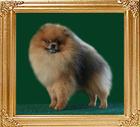 42109z_Andwari_of_Kuo_Lung_Lin_Kennel.jpg