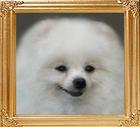 5768z_Canton_White_October.jpg