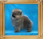 Canton_As_Good_As_It_Gets_2mos_1.3lb_framed.jpg