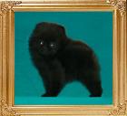 Canton_Black_Emperor_6088_2mo_1.1lbs_6-6_47515.jpg