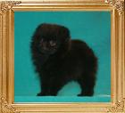 Canton_Black_Empress__5761_2mo_1.1lbs_6-6_47516.jpg