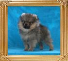 Canton_Brave_Ruler_2mos_1.6lb_framed.jpg