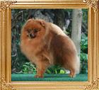 Canton_Dragonstar_11mos_4lbs_framedno_tongue.jpg