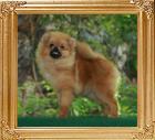 Canton_Duchess_of_Devonshire__6833_5.2mo_3lbs_6-6_47522.jpg