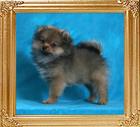 Canton_Gallant_Lady_2mos_2.2lbs_framed.jpg