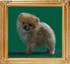 Canton_Honeysuckle_2mo_0.9_lbs.jpg