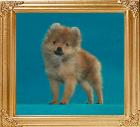 Canton_Im_Famous__5935_2mo_3wk_2.2lbs_6-6_47530.jpg