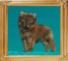 Canton_Musico_6186_3mo__1.8lbs_6-6_47537.jpg