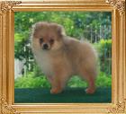 Canton_Pufpride_Alan_17weeks.jpg