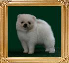 Canton_White_Delight_1mo_2weeks.jpg