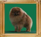 Ph_Ch_Canton_Starbrite_2yrs_1mo_5_lb.jpg