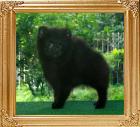 Yingyang_Black_Mirage_14weeks.jpg
