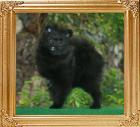 Yingyang_Rose_Black__6757_5.5mo_3.6lbs_47580.jpg