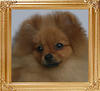 19298z_Rupom_Yvonne_of_Canton_4_months.jpg