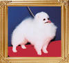 25244z_Bao_Shern_Jiunn_of_Chiao_Li_Ya_FCI.jpg