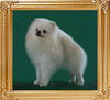 41308z_Ulfgis_of_Pet_Club.jpg