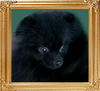 5734z_Black_Raven.jpg