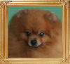 6274z_Canton_Royal_Flash.jpg