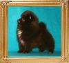 8_Yingyang_Chocolate_Gypsy_46063_2mos_1.1_lb.jpg
