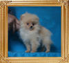 Canton_Amadeus_Mozart_3mo_1.3lbs_P6-6_8950.jpg