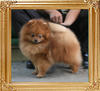 Canton_Apollo_Belvedere_8.25lbs_3yr_4mo_4674.jpg
