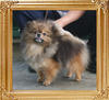 Canton_Awesome_Lady_44lbs_1yr_7mo_1710.jpg