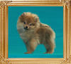 Canton_Baby_Bush__3270_3mo_2lbs_6-6_47509.jpg