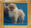 Canton_Barnabas_Li__3.85lbs_4mo_P6-6_6736.jpg
