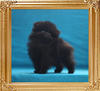 Canton_Barry_Beowolf_1.1lbs_at_2mo_p6-6_6494.jpg