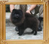 Canton_Black_Mask_5.72lbs_7mo_7342_0.jpg