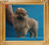 Canton_Carmelas_Gold_2.42lbs_1mo_3wk_7366.jpg