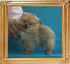 Canton_Cherry_Khan_1.1lbs_2mo_3wk_P6-6_7314.jpg