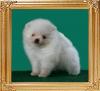 Canton_Cloud_Dancer_1_n_half_mo.jpg