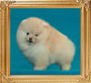 Canton_Debbie_Michelle_2mo_1.32lbs.jpg
