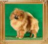 Canton_Dragon_Beauty_10mos_3701.jpg