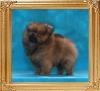 1.1lbs at 2 months Canton_Dream_Girl_2mos_1.1lb_framed.jpg