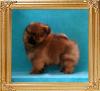 1.6lbs at 2 mos 1 wk Canton_Dream_Keeper_2mos_1wk_1.6lbs_framed.jpg