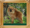 Canton_Duchess_of_Devonshire__6833_5.2mo_3lbs_6-6_47522.jpg