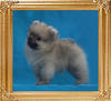 Canton_Impresive_Choice_1.3lbs_2mo_47063.jpg