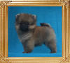 Canton_Irish_Choice_1.1lbs_2mo_1wk_47065.jpg