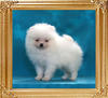 Canton_Just_Because_2mos_1.1lb_framed.jpg