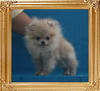 Canton_Kay_Lennon_4mo_1.1lbs_P6-4_4521.jpg