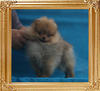 Canton_King_Pin___1.87lbs_3mo_P5-4_5471.jpg
