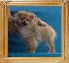 Canton_Lucky_Shot_3.19lbs_5mo_7550.jpg