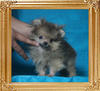 Canton_Mr_Chips_1.32lbs_3mo_3wk_P6-6_0634.jpg