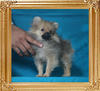 Canton_Mr_Rober_Donat_1.98lbs_3mo_3wk_P6-6_0648.jpg