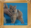 Canton_Noble_Ruler_3.52lbs_5mo_3wk_P6-4_3071.jpg