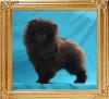 Canton_Pagan_Queen_2.3lbs_3mo_2wk.jpg