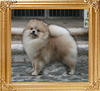 Canton_Platinum_at_10_months_2wk_5lbs__47540.jpg